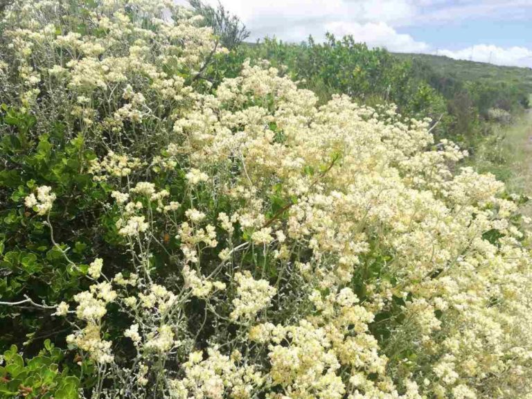 Cape Whale Coast Fynbos
