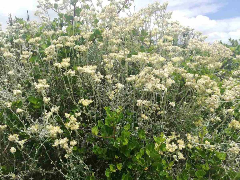 Cape Whale Coast Fynbos