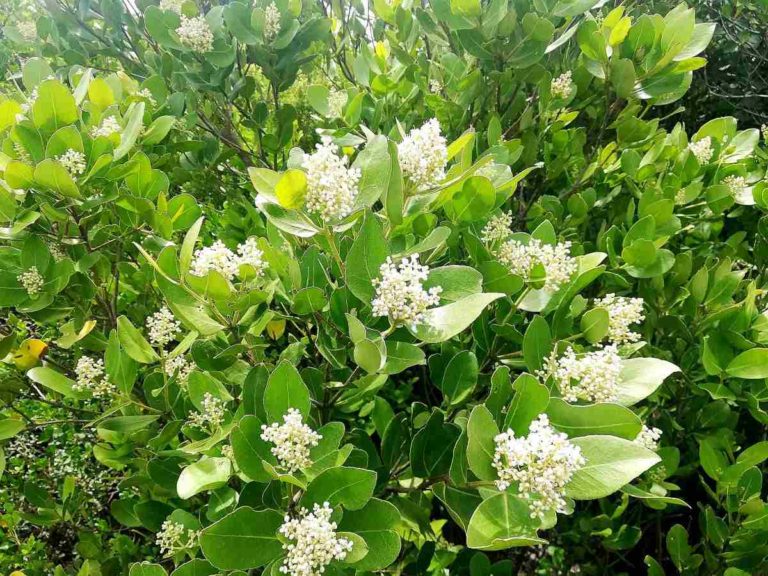 Cape Whale Coast Fynbos