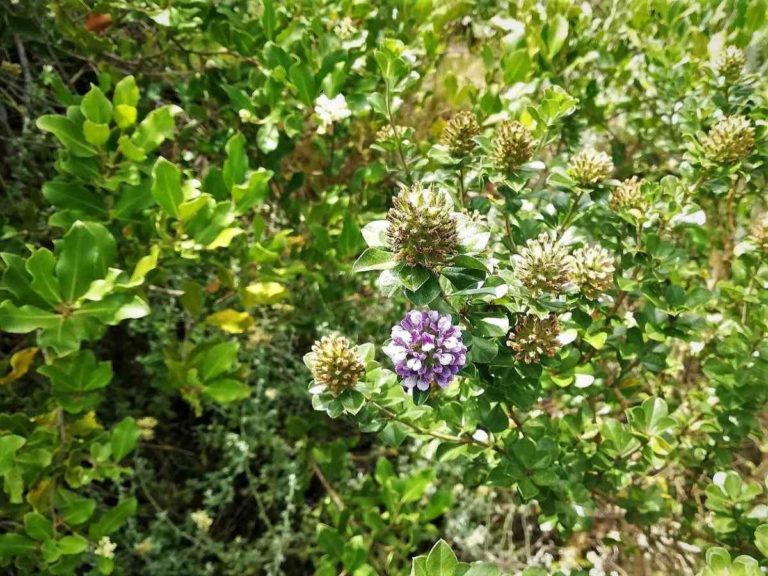 Cape Whale Coast Fynbos