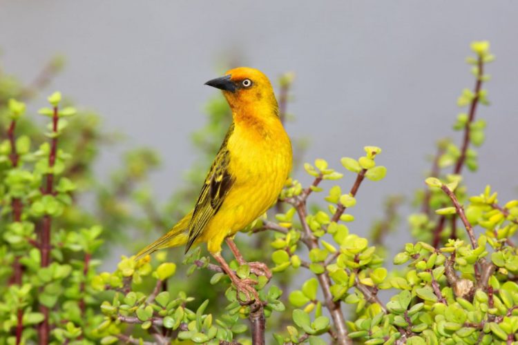 Addo Cape Weaver