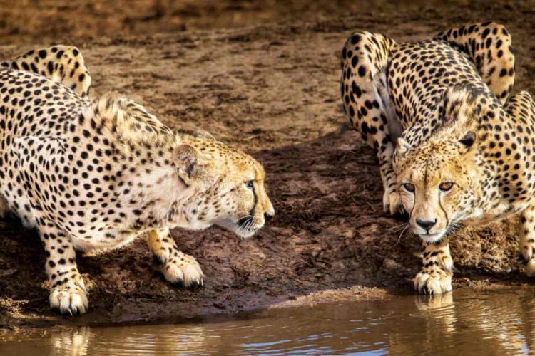 Addo Cheetahs