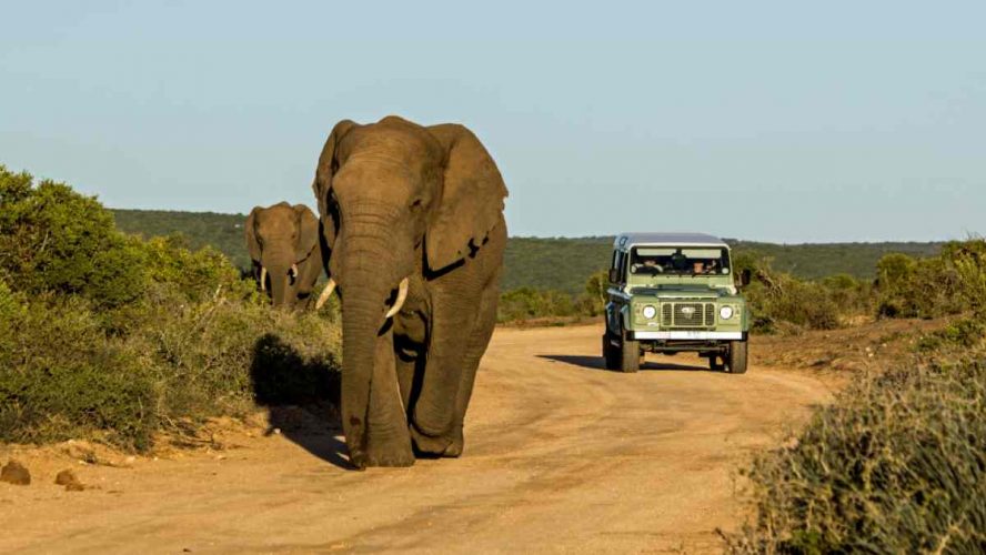 Addo Elephant