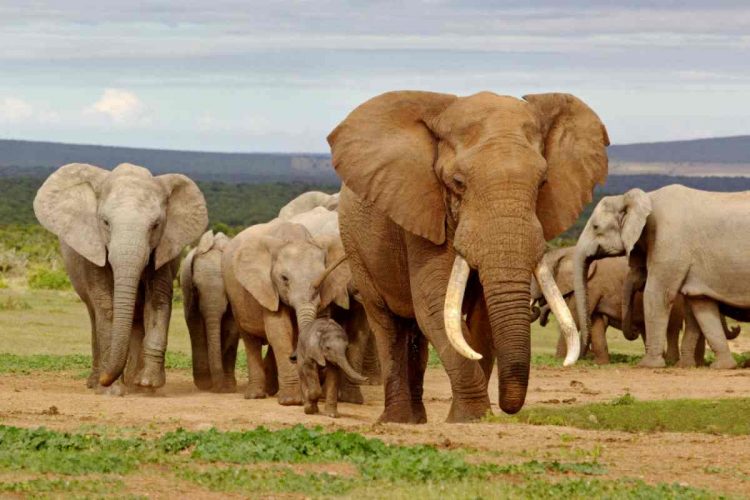 Addo Elephants