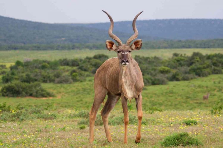 Addo Grand Kudu