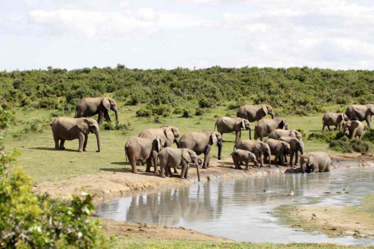 Addo Herd of Elephants