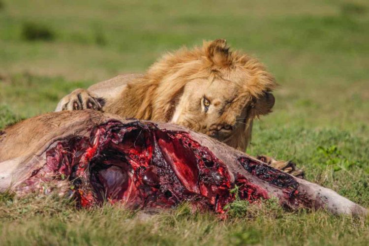 Addo Lion enjoying meal