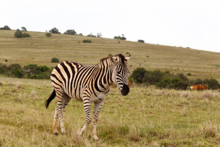 Addo Zebra