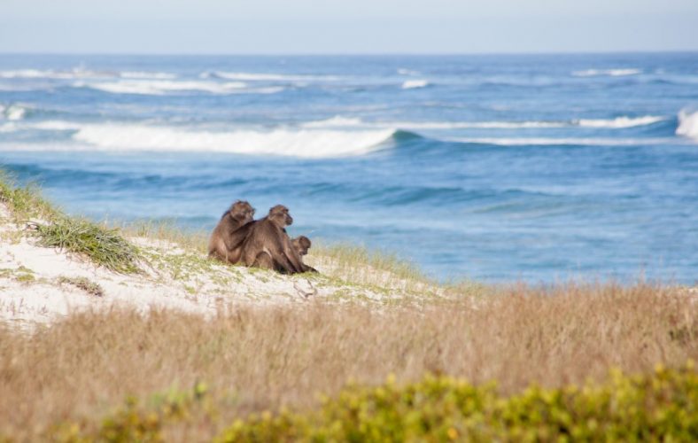Cape Point Nature Reserve