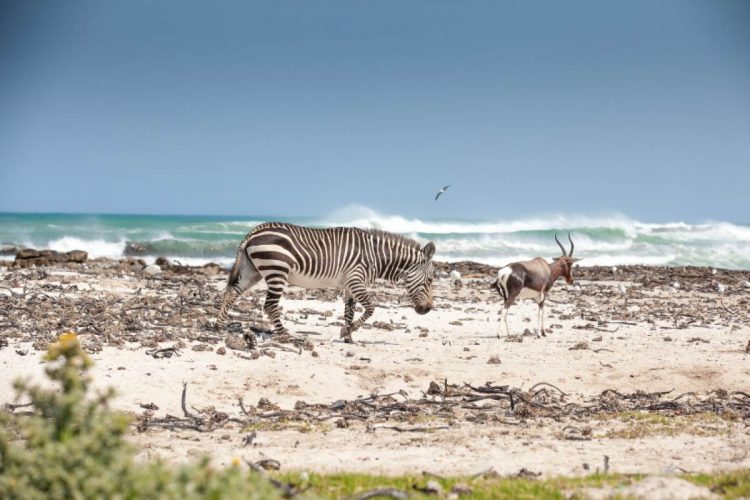 Cape Point Nature Reserve