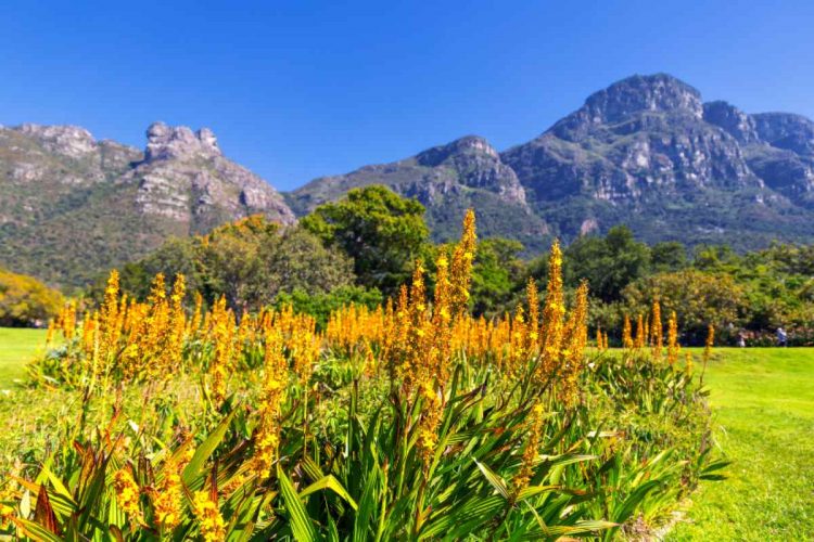 Kirstenbosch Botanical Gardens