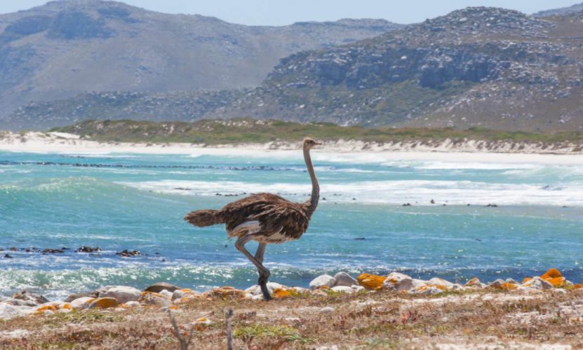 Cape Point Nature Reserve