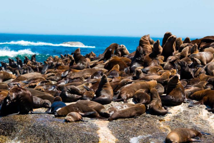 Seal Island (close to Hout Bay)