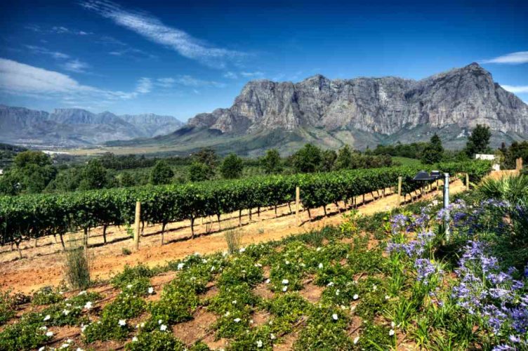 Vineyards in Stellenbosch