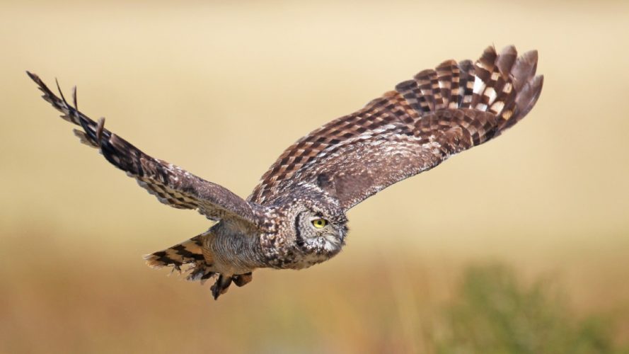 Dullstroom Birds of Prey