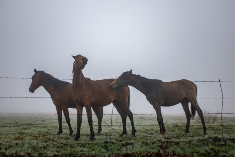 Dullstroom Horses