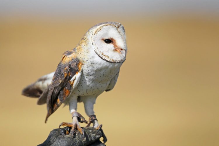 Dullstroom Owl