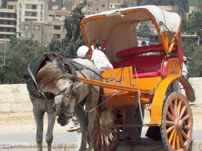 Egypt Horse and Buggy