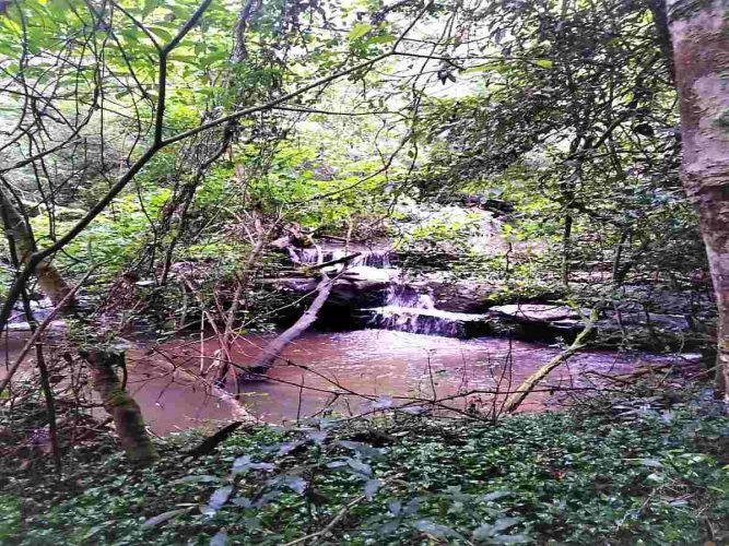 Knysna Forest