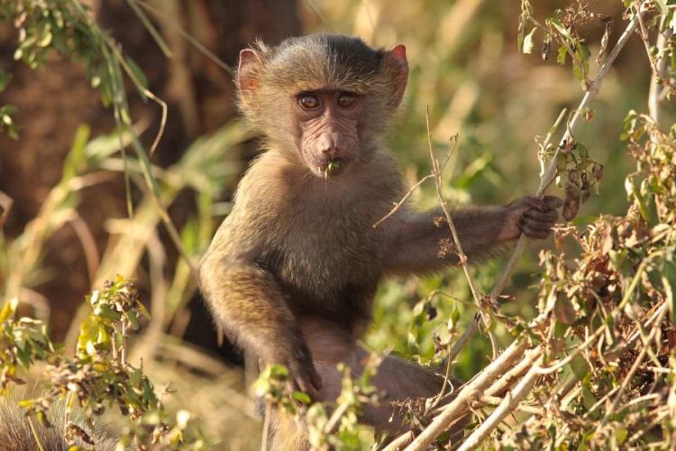 Monkey - Karsten Jannicke