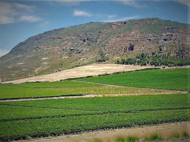 Riebeeck Kasteel Vineyards and Mountains