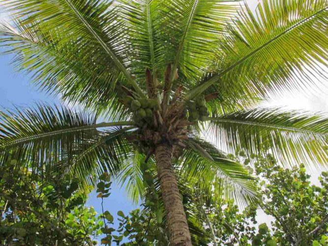 St Lucia Paw Paw Tree