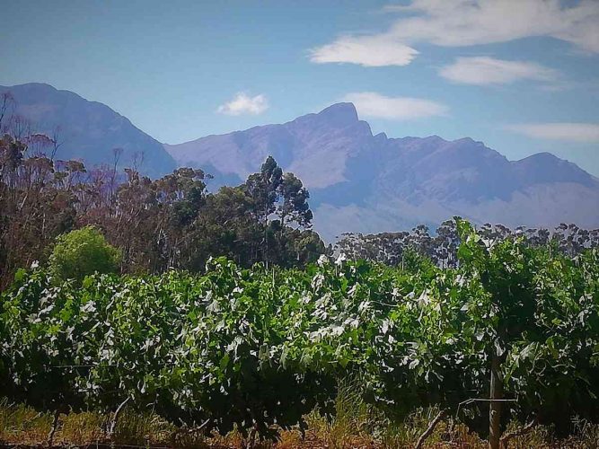 Tulbagh - Vineyards and Mountains
