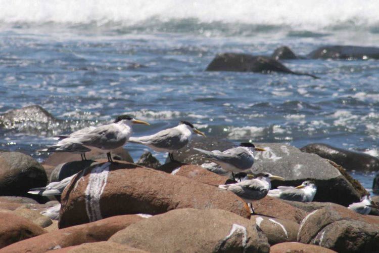Wavecrest Birds on Rocks
