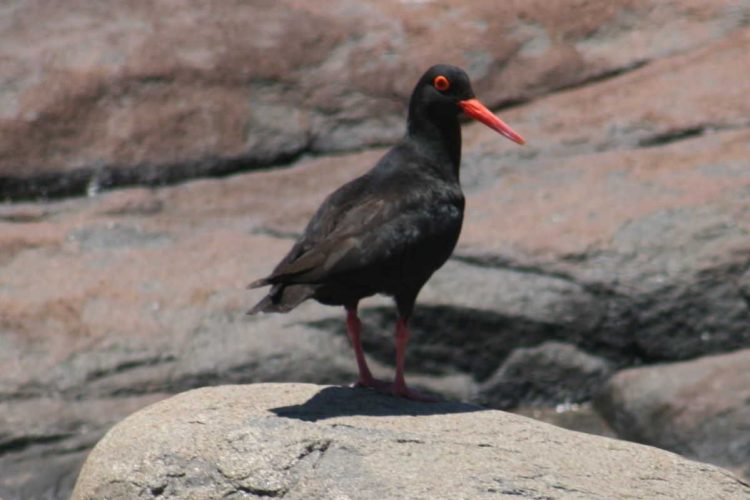 Wavecrest Black Oyster Catcher