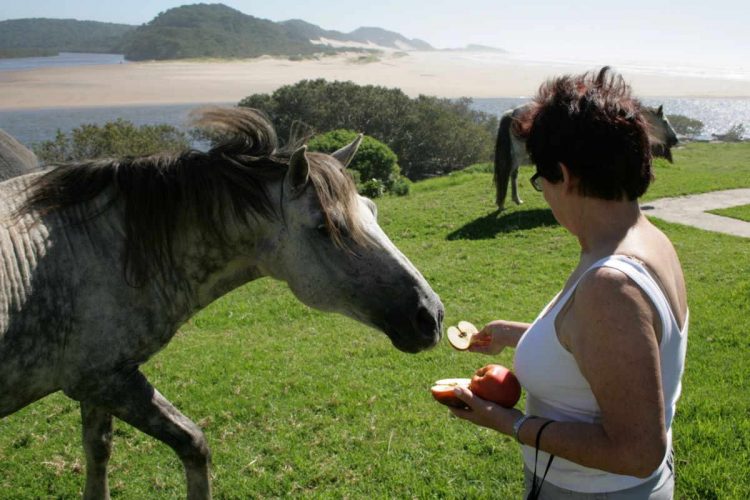 Wavecrest Feeding horses