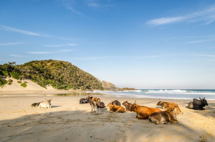 Nguni cattle are a common sight on the beaches of the Wild Coast