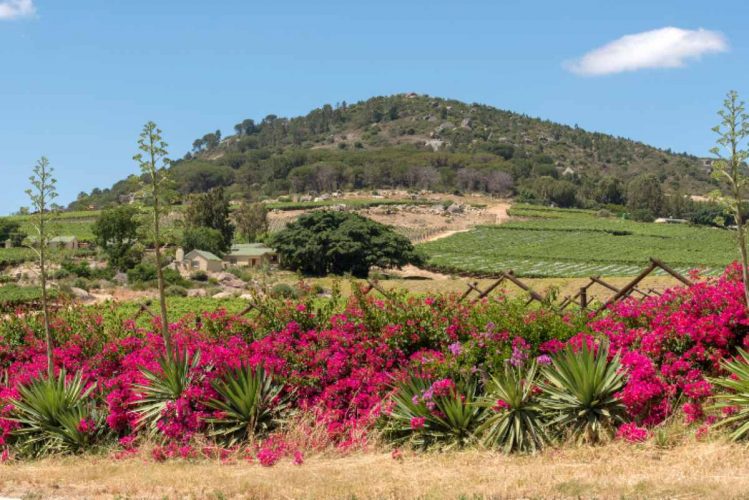 Wine Estates Paarl Vines and Mountain