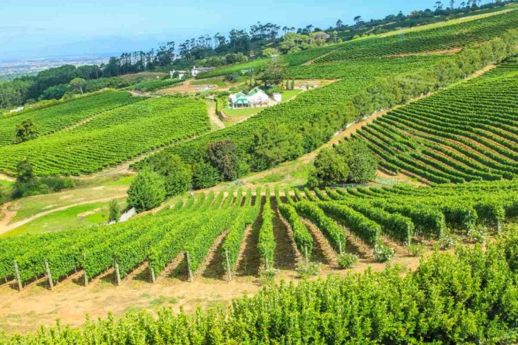 Wine Estates Vineyards in Constantia