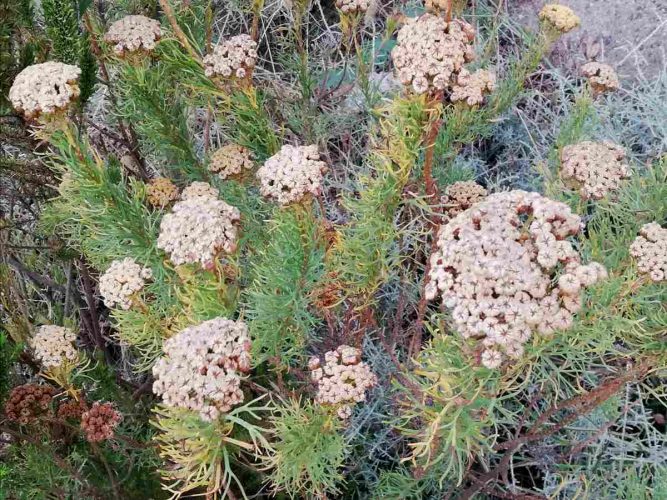 Du Toitskloof Pass Fynbos